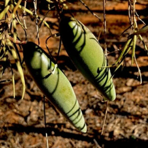 Canoinha - { Marsdenia megalantha }